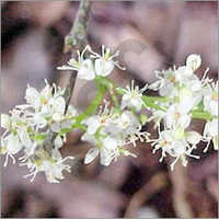 Amyris Oil - High Purity Essential Oil | Therapeutic Aromatherapy Benefits, Eco-friendly Extraction Process, Ideal For Wellness And Skin Care