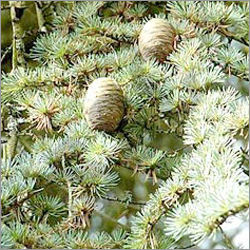 Atlas Cedar Oil