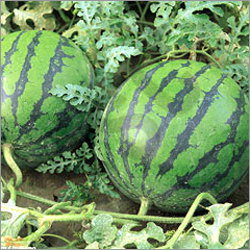 Watermelon Seed Oil
