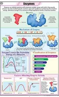 Enzymes Chart