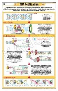 DNA Replication Chart