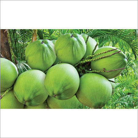 Tender Coconut
