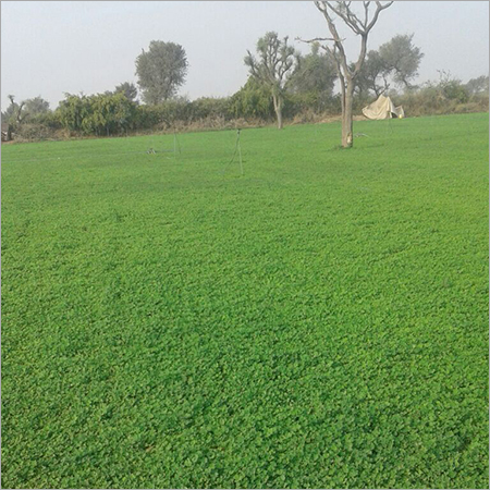 Fenugreek Leaf