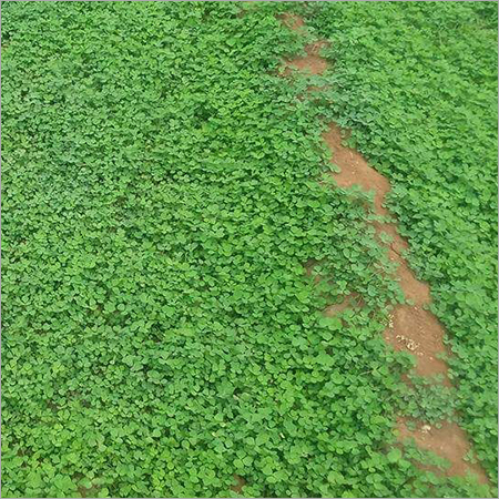 Fenugreek Leaves Fenugreek Leaves