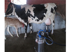 Single Bucket Milking Machine