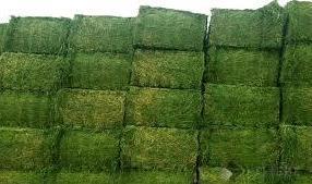 Alfalfa Hay By ABBAY TRADING GROUP, CO LTD