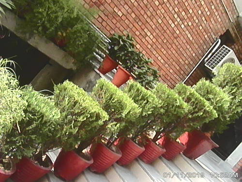 Plants Design and Maintenance