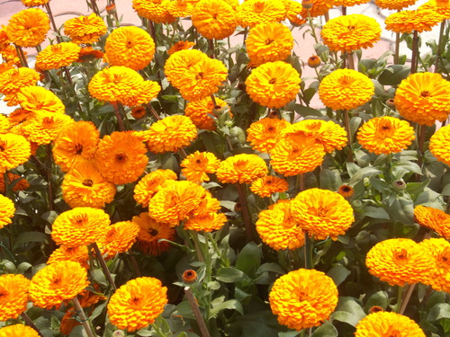 Landscape Design Services