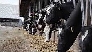 Holstein Heifer Cows