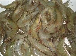 Frozen Vannamei Shrimps