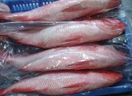 King Snapper Fish