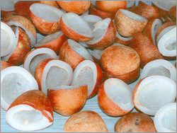 Fresh Coconut Copra