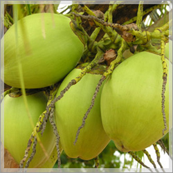 Fresh Tender Coconuts