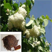 Natural Clove Essential Oil