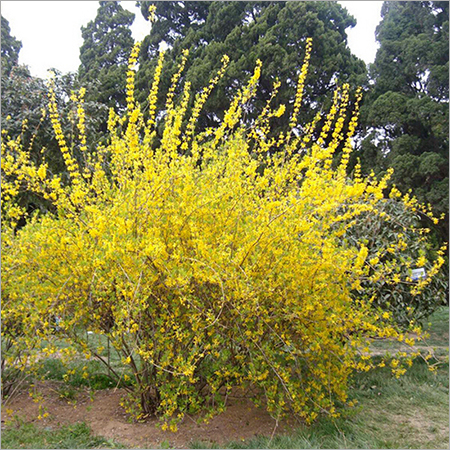 Forsythia Suspensa Extract Forsythia Suspensa Extract