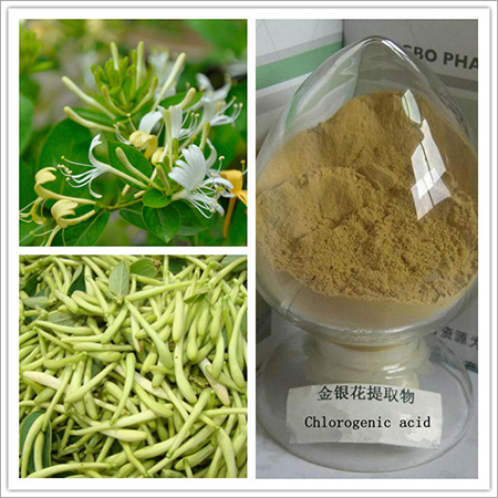 High quality honeysuckle flowers extract