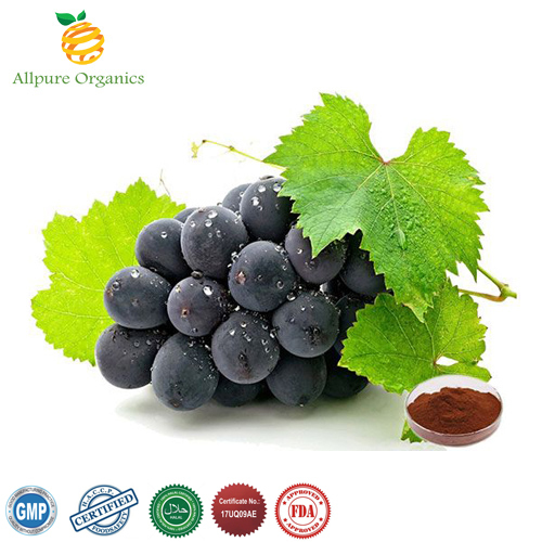Grape Seed Extract Powder