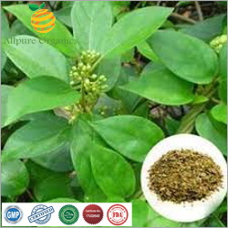 Gymnema Extract Powder