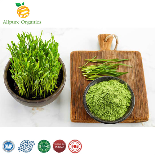 Wheatgrass Extract Powder