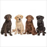 Labrador Retriever Dog