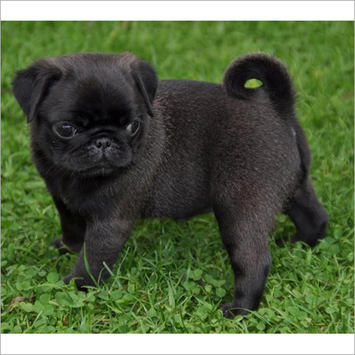 Puppy Pug