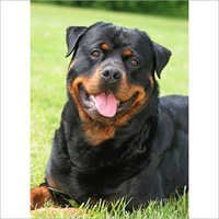 Rottweiler Dog