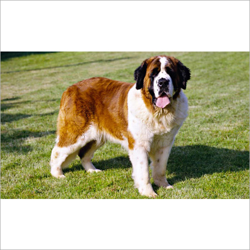 Saint Bernard Dogs