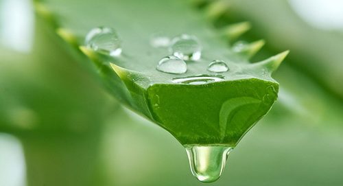 Aloe vera beneficios