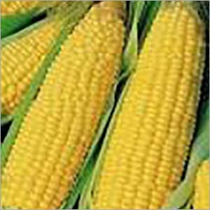 YELLOW CORN
