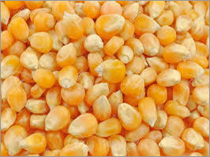 Dry Maize grain