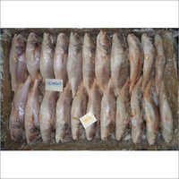 Yellow Croaker Fish