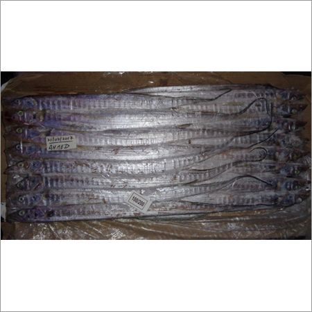 Indian Ribbon Fish