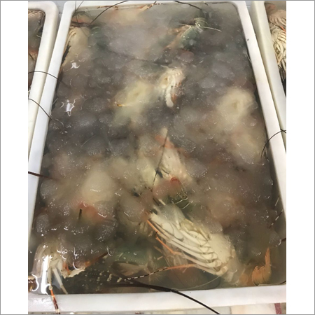 Marine Lobster