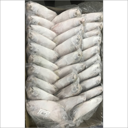 Silver Pomfret Fish
