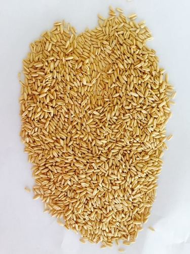 Oats Grain (Dehulled)