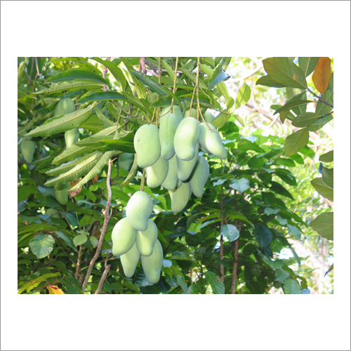 Organic Green Mango
