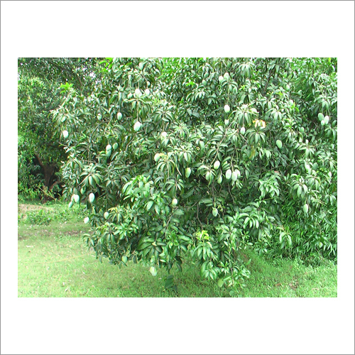 Talala Gir Mango