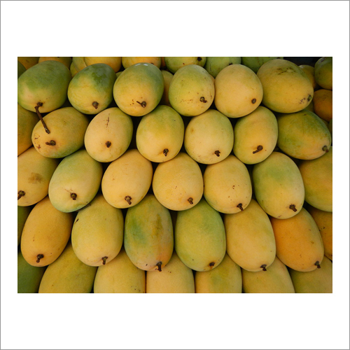 Organic Kesar Mango