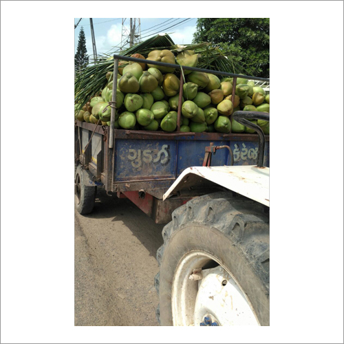 Fresh Coconut