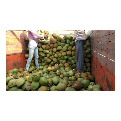 Green Tender Coconut