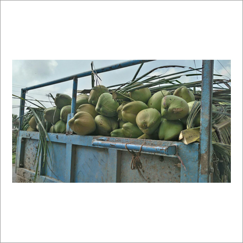 Fresh Tender Coconut