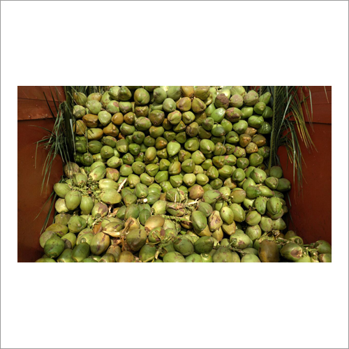 Tender Coconut