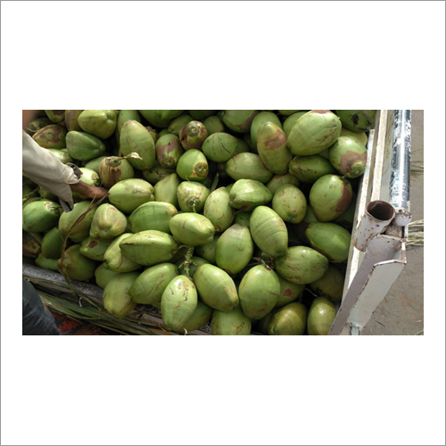 Green Coconut