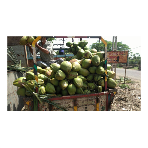 Organic Coconut