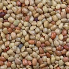 Gram Seed