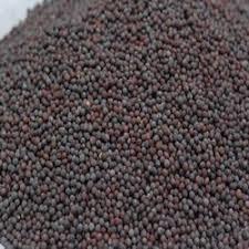 Black Mustard