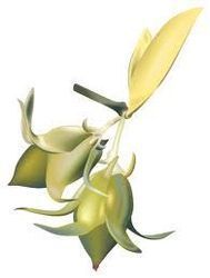 Aromablendz Jojoba Oil