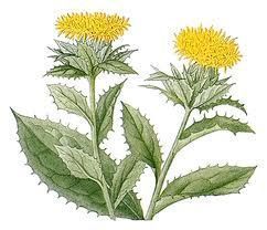 Aromablendz Safflower Oil