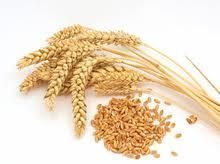 Aromablendz Wheat Germ Oil