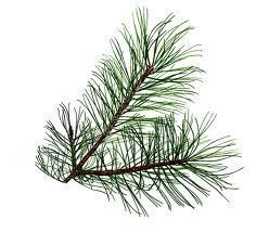 Aromablendz Pine Oil